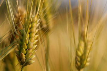 Fototapeta premium ear of wheat