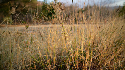 Imperata cylindrica Raeusch in the paddy field appear to turn yellow due to lack of water