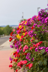 Vibrant colorful summer flowers hanging over a sidewalk in Ellensburg, Washington.