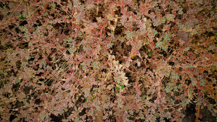 The wild grass in the paddy field appear to turn yellow due to lack of water