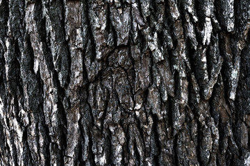 木の表面