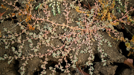 The wild grass in the paddy field appear to turn yellow due to lack of water