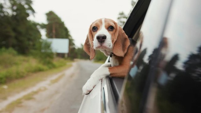 Beautiful beagle dog riding a car and putting head out of window and watching outside look around fun suburb travel nature vacation curious cute animal pet trip vehicle enjoy adorable slow motion