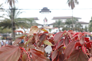 red flower on the building sate at bandung background
