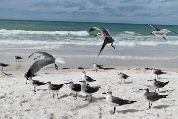 Don't feed the seagulls