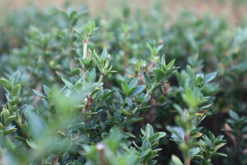Selective Focus on the green flower or plant