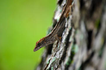 Tree Gecko