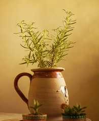 rosemary plant in a clay vase, with a warm ambient light
