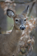 White-tail Deer