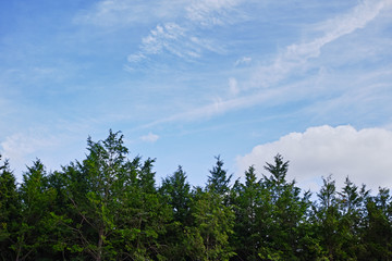 Obraz na płótnie Canvas 杉林と白い雲のある秋の青空