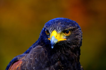 head, hunter, animal, falcon, predator, prey, hawk, nature, bird, bird of prey, head, feathers, beak, closeup, beak, animal, 