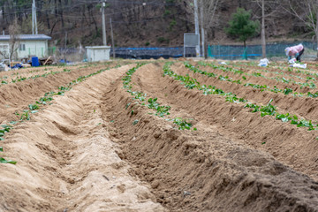 rows of young plants in a field
