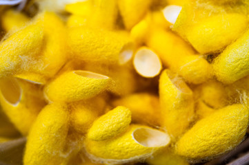 Beautiful yellow cocoon shells and cutted background.