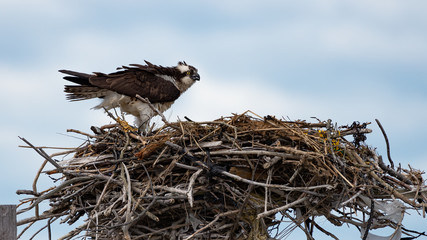 An Osprey perched on its nest.