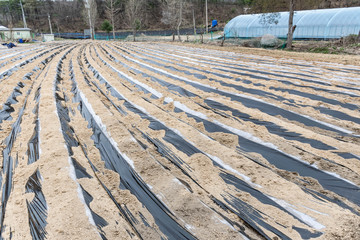 potato plant rail in the farm