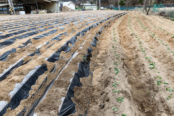 plant road tracks in the field