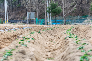row of plant in country