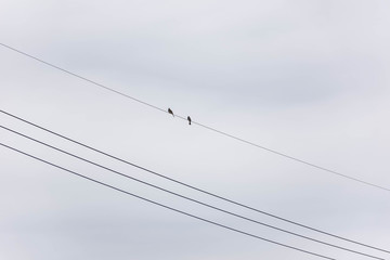 birds on wire