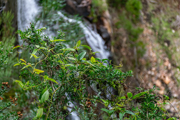 plant near waterfall