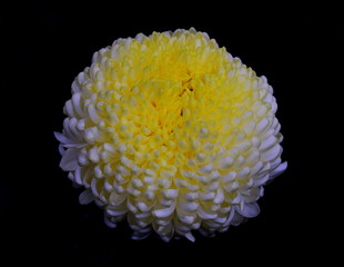 flower, yellow and white, chrysanthemum, mum, bright,, blom, floral, blossomre, solitary, nature, isolated