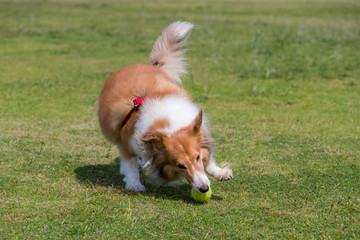 Herding dog play ball on green lawn