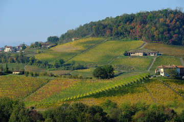 Fototapeta na wymiar the vineyards of the Piedmontese Langhe