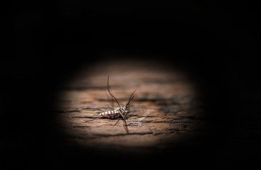 Burning repellent with die mosquitoes for health care living life concept 