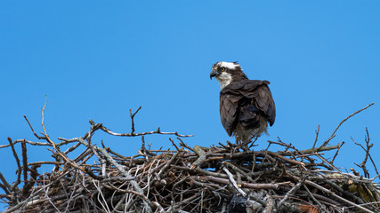 An Osprey perched in its nest with blue sky.