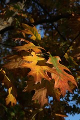 Fototapeta premium Green, yellow and red coloured autumn leaves of Northern Red Oak, also called Champion Oak, latin name Quercus Rubra, afternoon sunshine. 