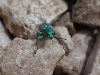Käfer auf Steinen