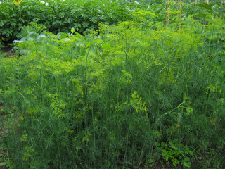 A lot of young dill grows in the garden. Fragrant herbs and spices homemade.
