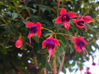 magenta 