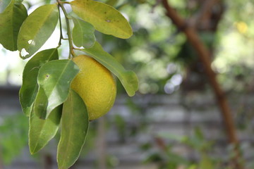 Limón