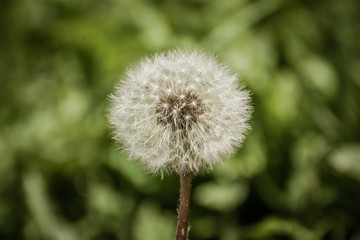 dandelion on background of green grass