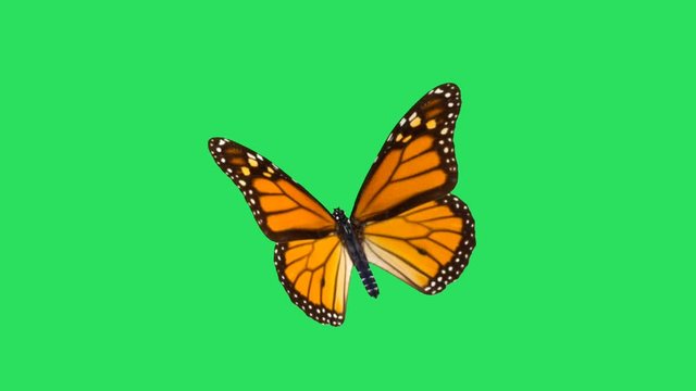 Animation Colorful Butterfly on green background.