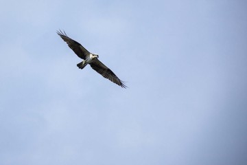 Obraz premium Osprey