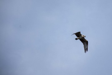 osprey in flight