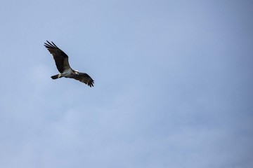 osprey in flight