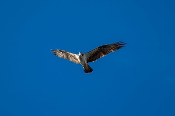 Obraz premium Osprey