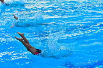 dolphin in blue water