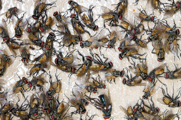 Close-up image of a dead fly trapped on a glue trap.Focus only.