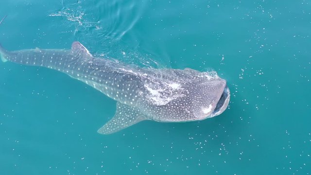 A whale shark, Rhincodon typus, slowly swims near the surface feeding on krill in Indonesia. This is the largest known extant fish species and can reach over 15 meters in length.
