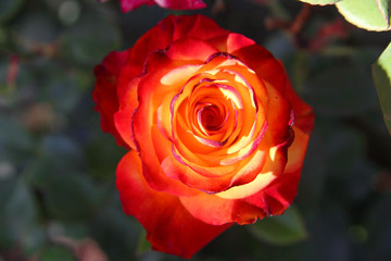 red rose in garden