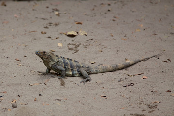 Adult Female Black Iguana 