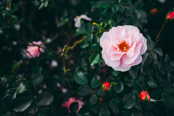 バラ ピンク 横