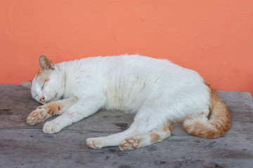 Fototapeta na wymiar White cat sleeping on wooden table.