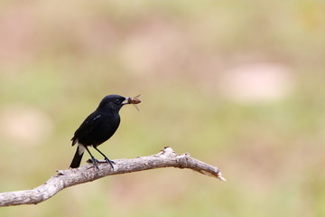 blackbird on a branch eating a bug