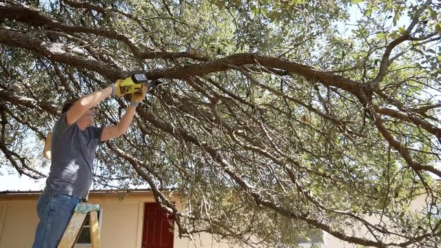 Prune Oak Tree Branches