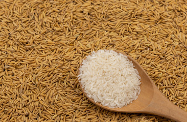 Rice in wooden spoon on paddy rice background