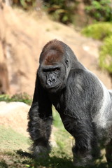 Naklejka premium Gorilla